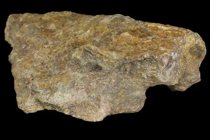 Permian Amphibian (Eryops) Partial Sacrum Fossil - Texas #155167